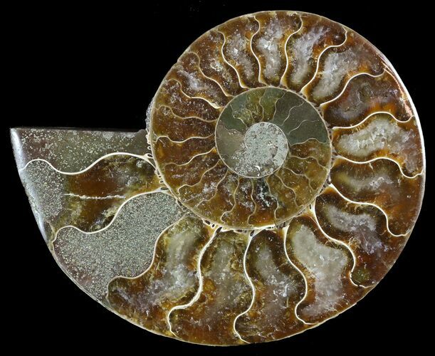 Polished Ammonite Fossil (Half) - Agatized #51770